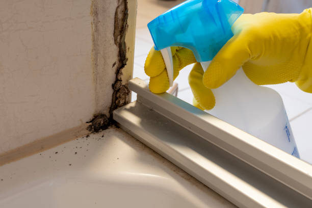 Best Mold Cleaning Services  in Fairborn, OH