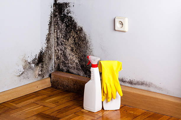 Home Mold Removal in Fairborn, OH