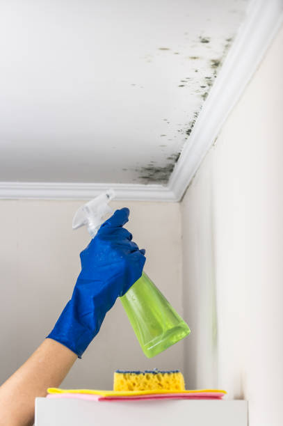 Best Mold Removal Process  in Fairborn, OH
